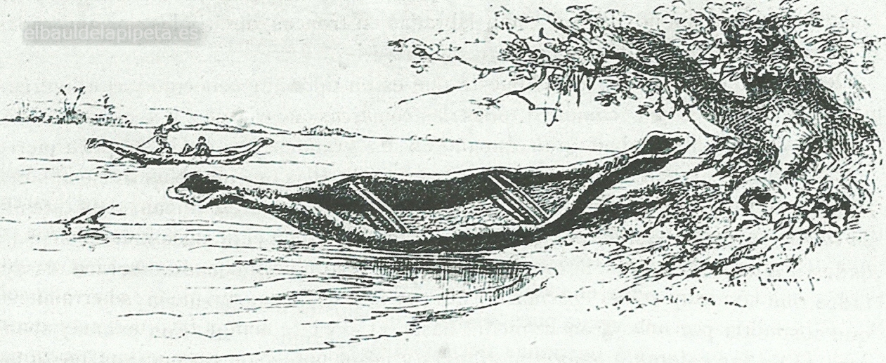 canoa de las tribus indias de araras